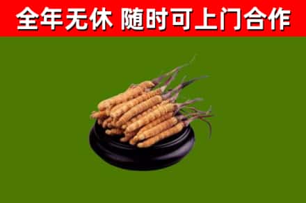 旌德回收冬虫夏草