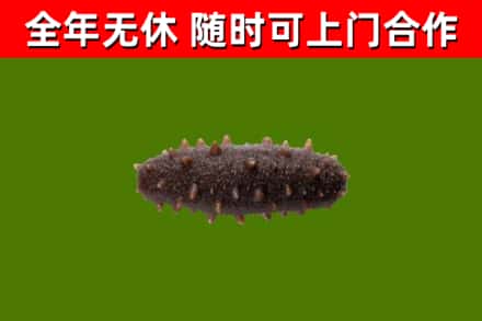 旌德回收海参干